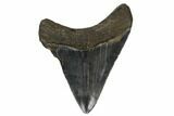 Serrated, 3.23" Fossil Megalodon Tooth - South Carolina - #180933-1